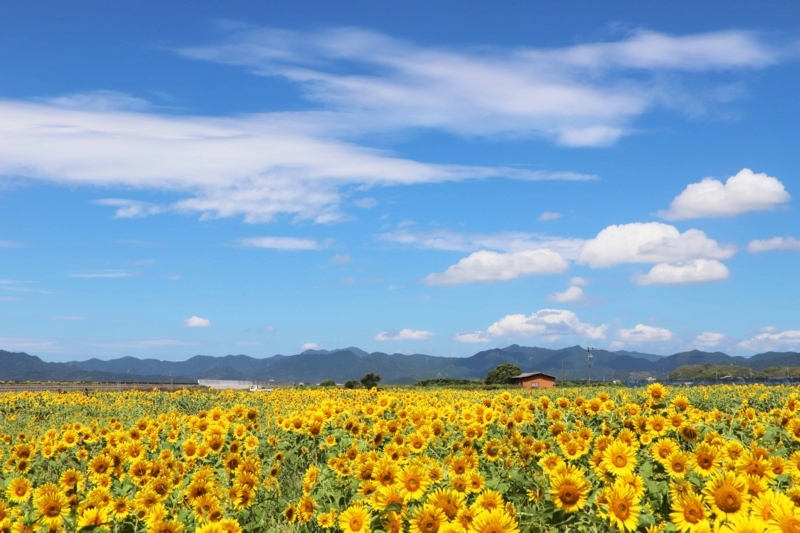 f:id:hiroshisj:20180822001429j:image f:id:hiroshisj:20180822001429j:image