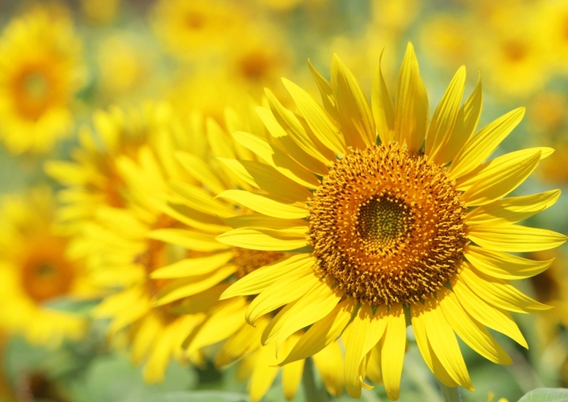 f:id:hiroshisj:20180822001445j:image f:id:hiroshisj:20180822001445j:image