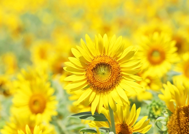 f:id:hiroshisj:20180822001502j:image f:id:hiroshisj:20180822001502j:image