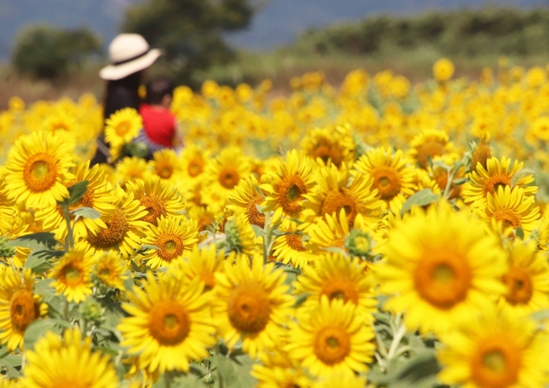 f:id:hiroshisj:20180822001513j:image f:id:hiroshisj:20180822001513j:image