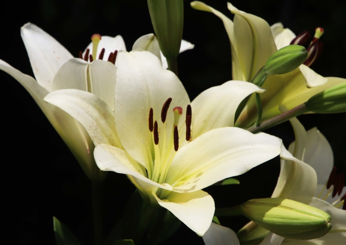 f:id:hiroshisj:20190609201232j:plain f:id:hiroshisj:20190609201232j:plain