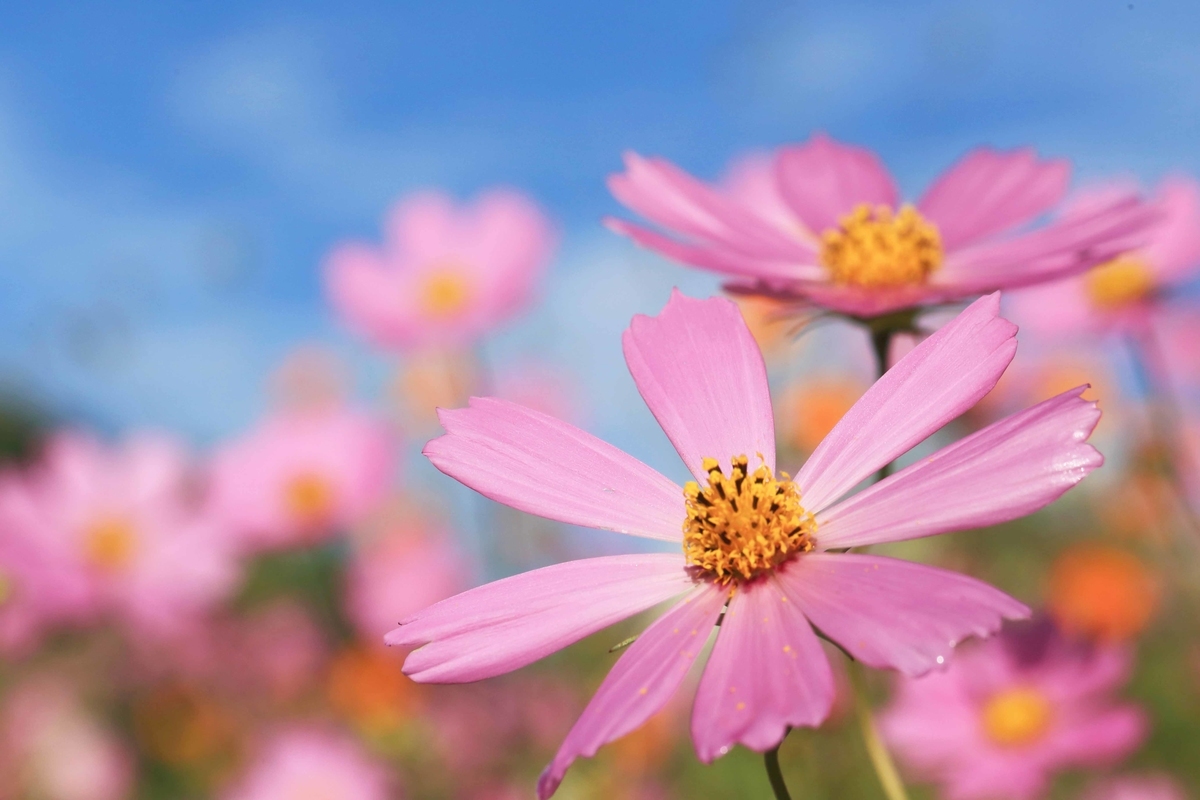 f:id:hiroshisj:20191006181748j:plain f:id:hiroshisj:20191006181748j:plain