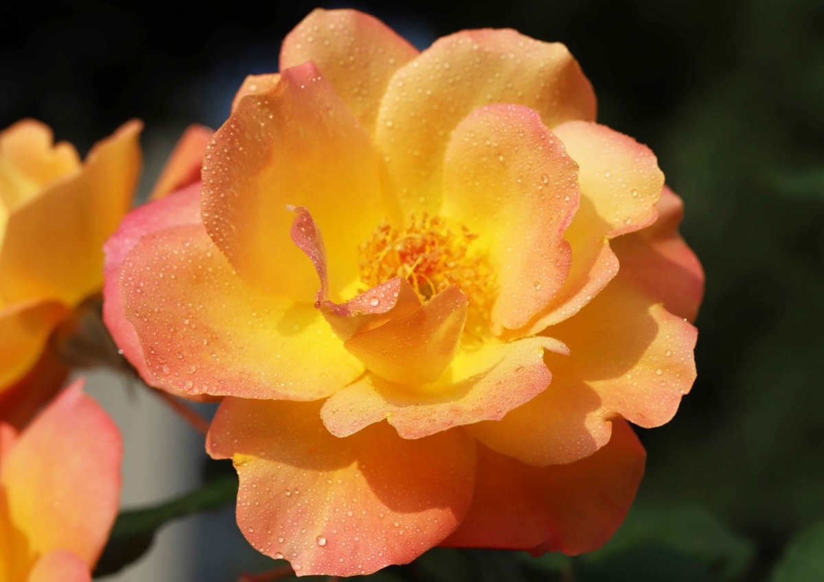 f:id:hiroshisj:20191201180252j:plain f:id:hiroshisj:20191201180252j:plain