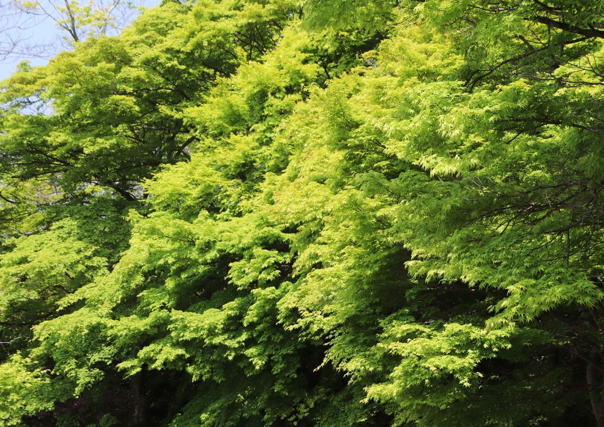 f:id:hiroshisj:20200501174758j:plain f:id:hiroshisj:20200501174758j:plain