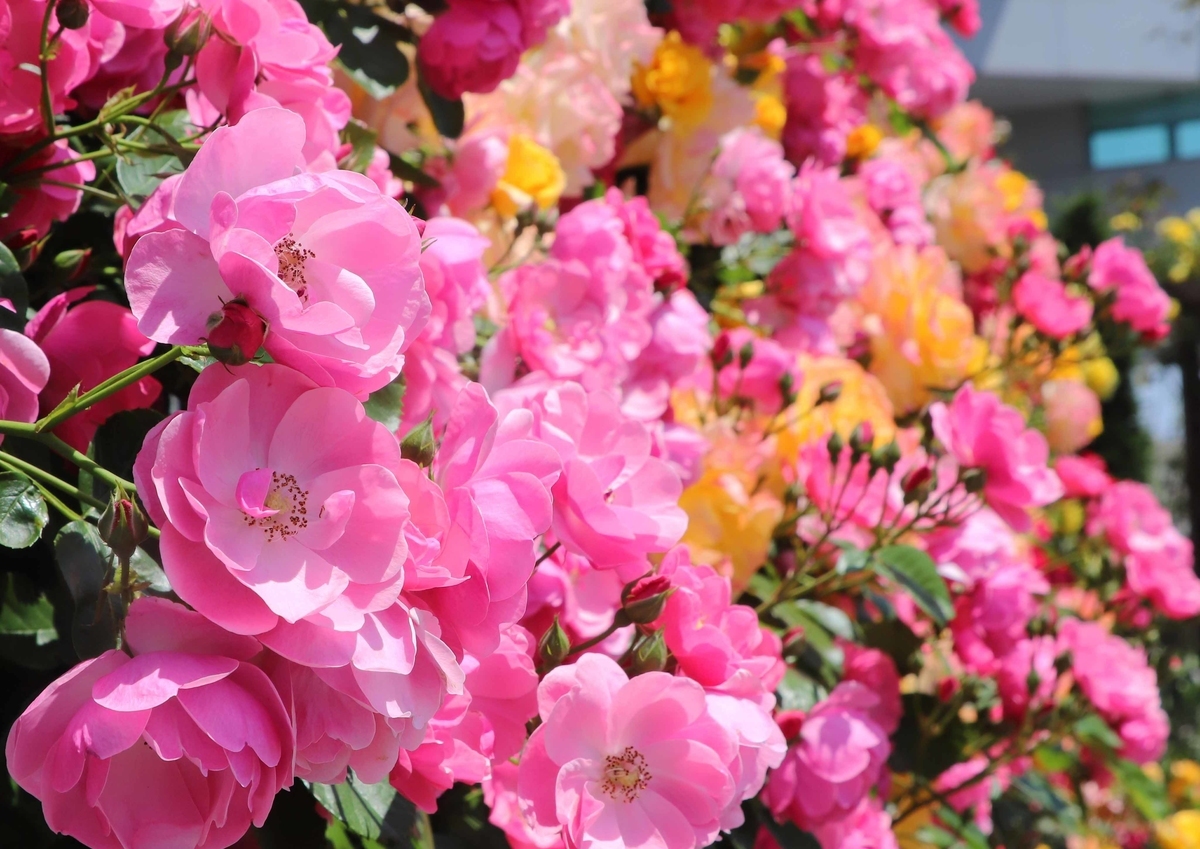 f:id:hiroshisj:20200522121031j:plain f:id:hiroshisj:20200522121031j:plain