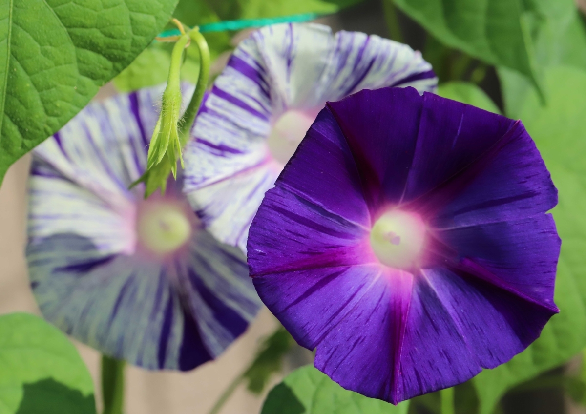 f:id:hiroshisj:20200801225150j:plain f:id:hiroshisj:20200801225150j:plain