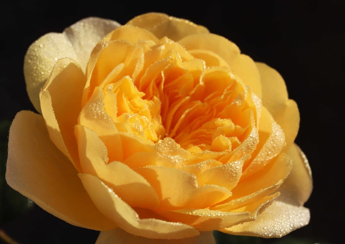 f:id:hiroshisj:20201115112506j:plain f:id:hiroshisj:20201115112506j:plain