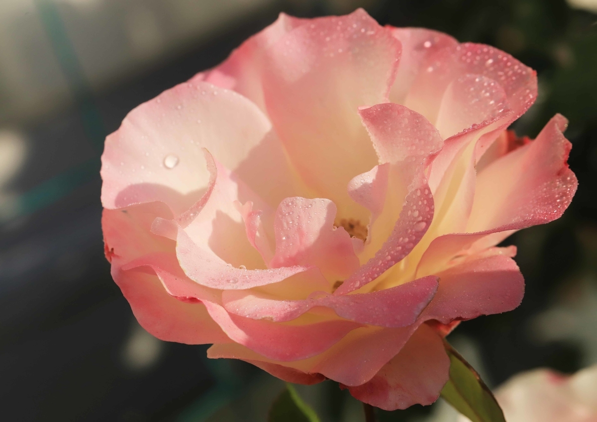 f:id:hiroshisj:20220116141527j:plain
