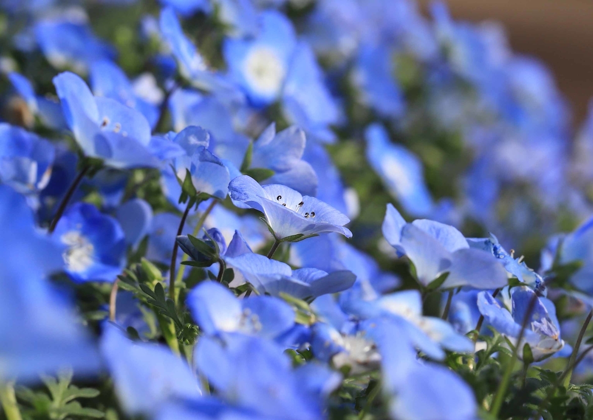 f:id:hiroshisj:20220417131057j:plain