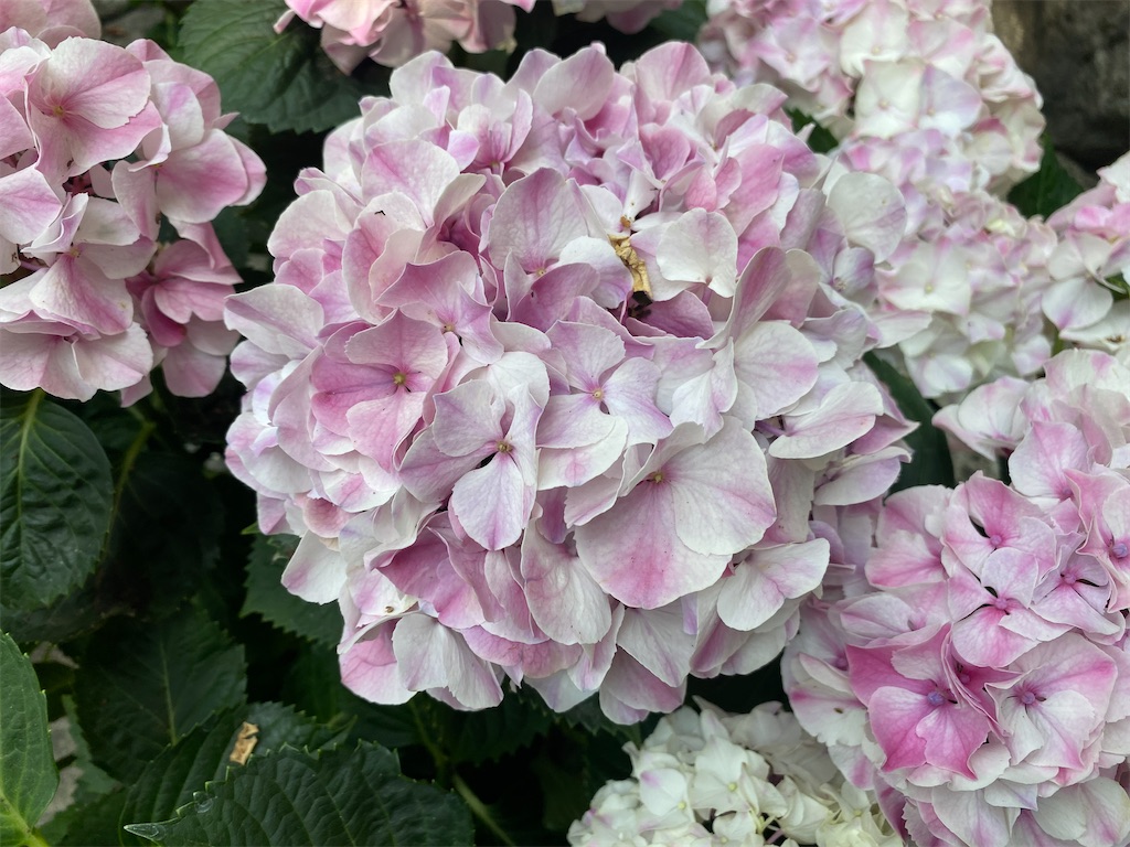 f:id:hirosuke123:20230626054519j:image f:id:hirosuke123:20230626054519j:image