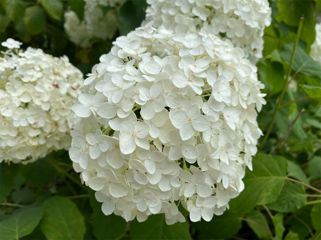 f:id:hirosuke123:20230627124325j:image f:id:hirosuke123:20230627124325j:image