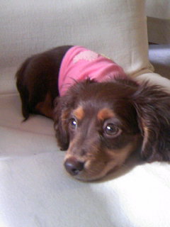 f:id:hirotaka72:20080426074340j:image