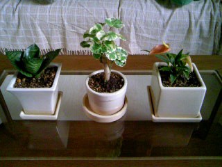 f:id:hirotaka72:20090618104217j:image