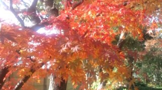 f:id:hirotaka72:20111130170148j:image