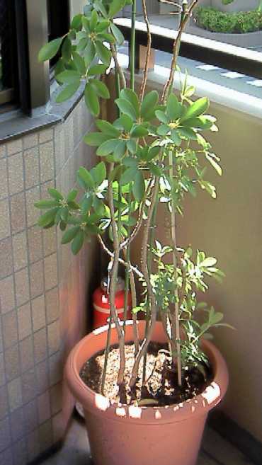 f:id:hirotaka72:20130302180806j:image:w180