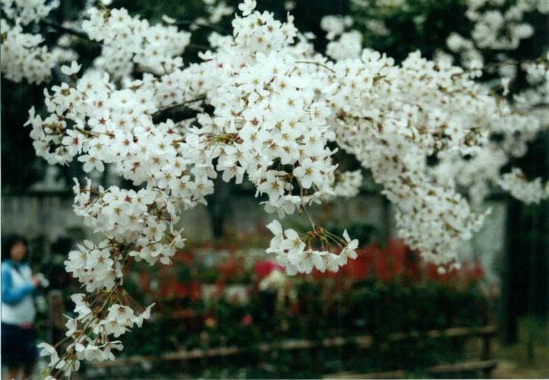 f:id:hirotaka72:20130316133607j:image:w360 f:id:hirotaka72:20130316133607j:image:w360