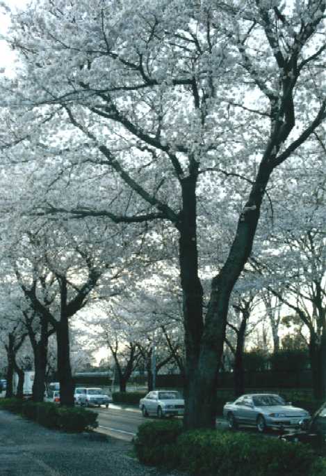 f:id:hirotaka72:20130316140402j:image:w240 f:id:hirotaka72:20130316140402j:image:w240