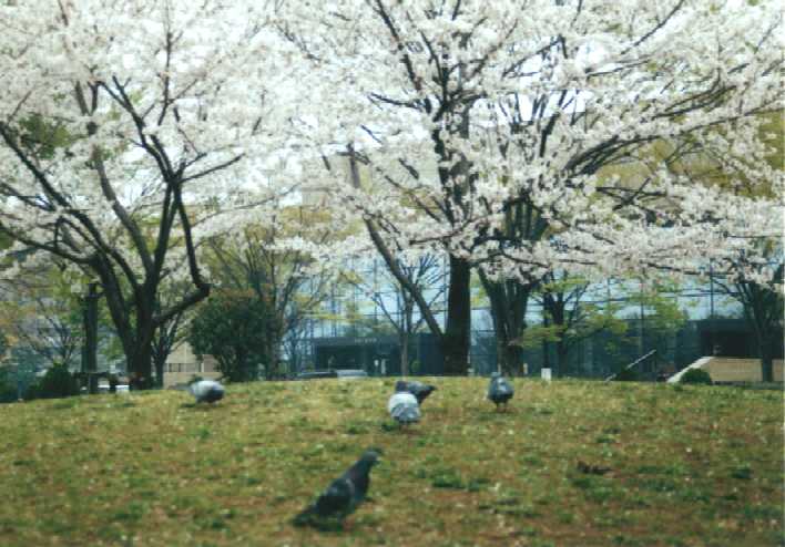 f:id:hirotaka72:20130316140740j:image:w360 f:id:hirotaka72:20130316140740j:image:w360