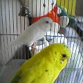 20130409200713