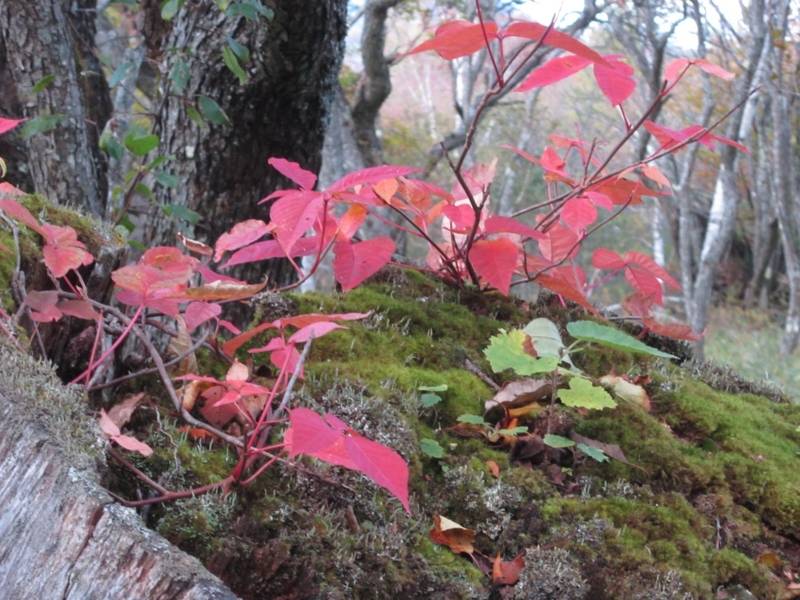 f:id:hirotaka72:20151004154006j:plain