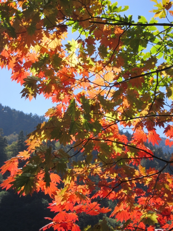 f:id:hirotaka72:20151012100640j:plain