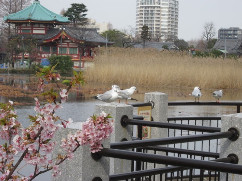 f:id:hirotaka72:20160305100607j:plain