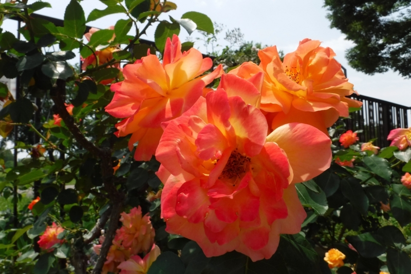 f:id:hirotaka72:20160514115345j:plain