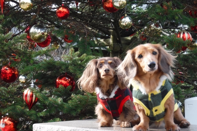 f:id:hirotaka72:20161208134233j:plain