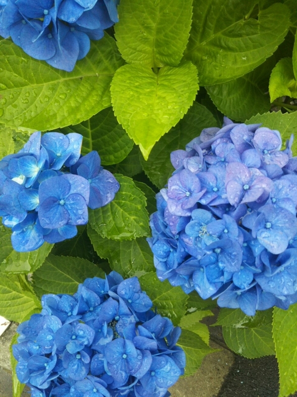 f:id:hirotaka72:20170613082953j:plain