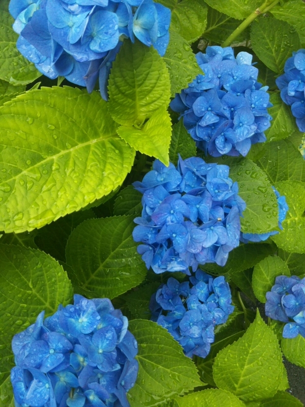 f:id:hirotaka72:20170613082957j:plain