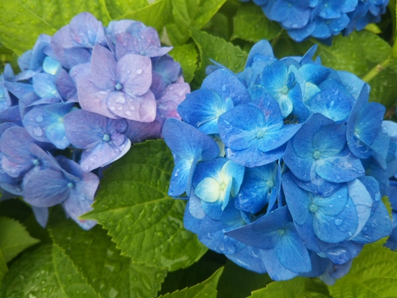 f:id:hirotaka72:20170613083013j:plain
