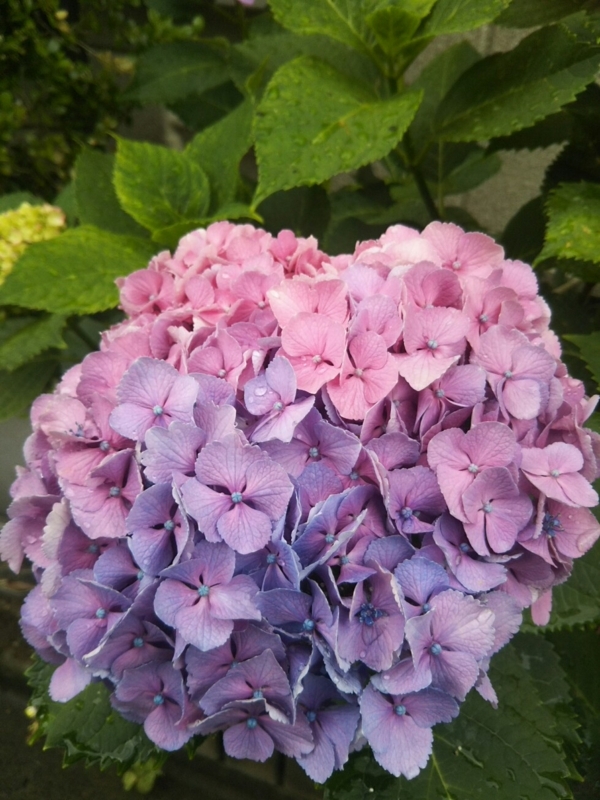f:id:hirotaka72:20170613083100j:plain