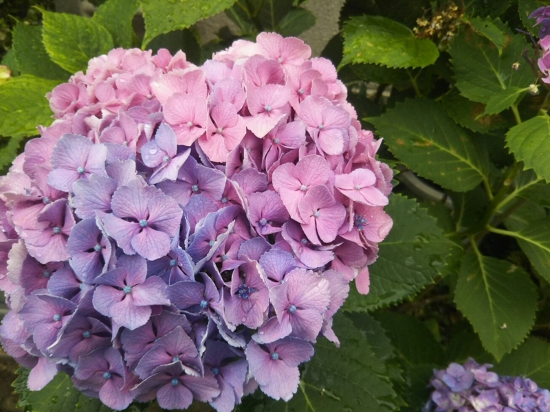 f:id:hirotaka72:20170613083113j:plain