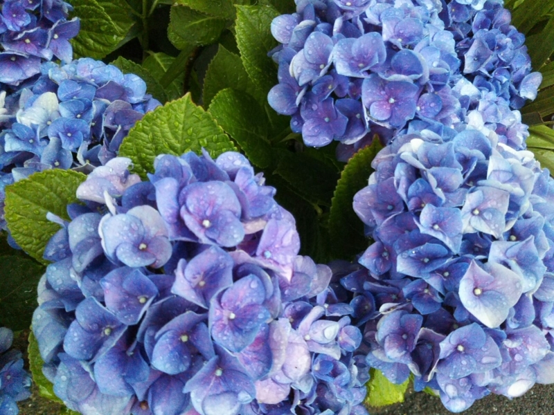 f:id:hirotaka72:20170613173948j:plain