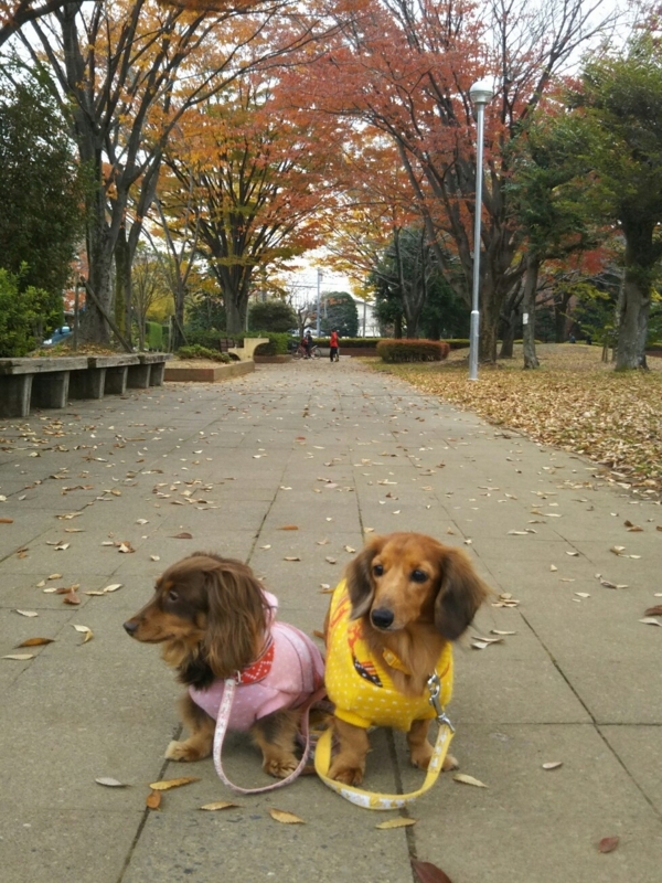 f:id:hirotaka72:20171118092735j:image:w235