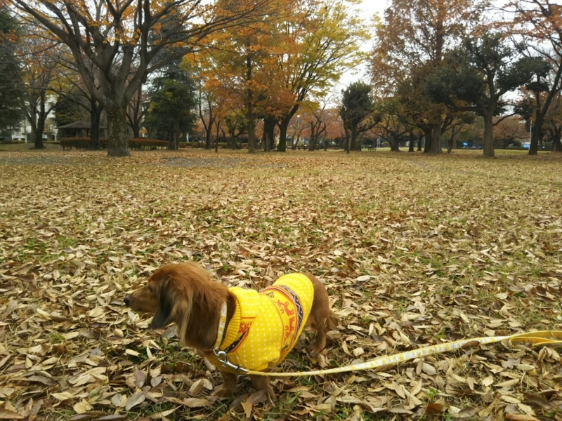 f:id:hirotaka72:20171118092824j:plain