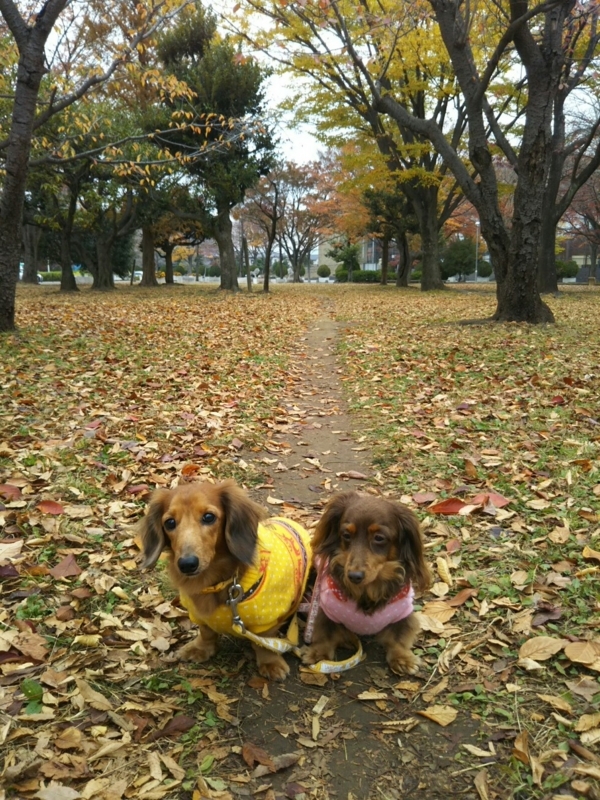 f:id:hirotaka72:20171118093603j:plain