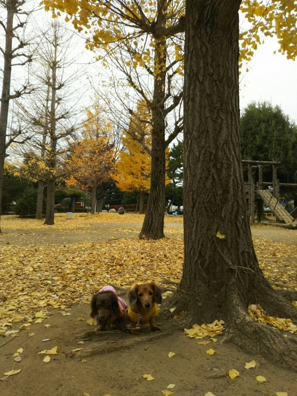 f:id:hirotaka72:20171118093947j:plain