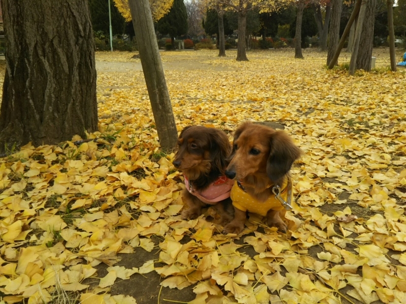 f:id:hirotaka72:20171118094230j:plain