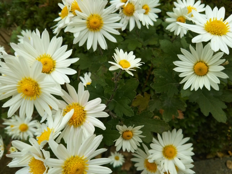 f:id:hirotaka72:20171118100548j:plain