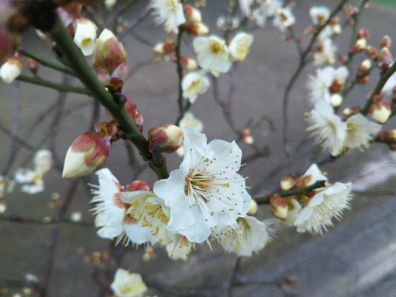 f:id:hirotaka72:20180206082716j:plain