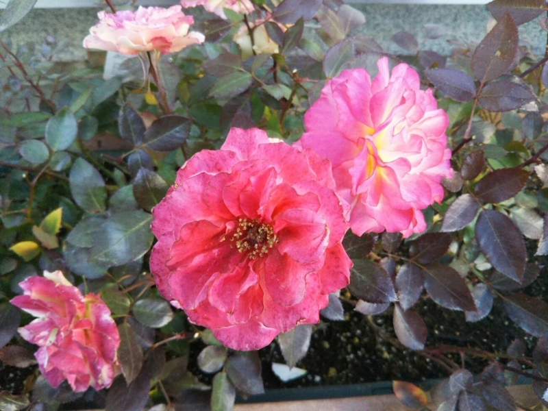 f:id:hirotaka72:20180214151459j:plain