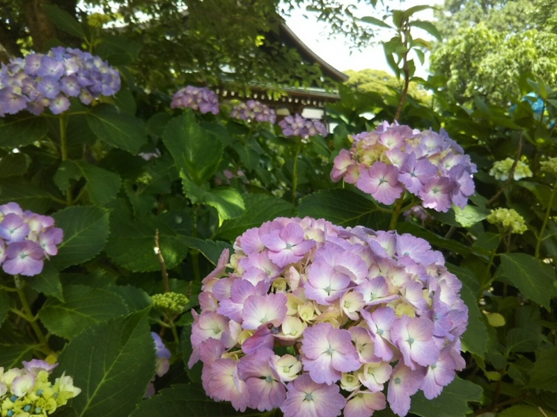 f:id:hirotaka72:20180602110246j:plain