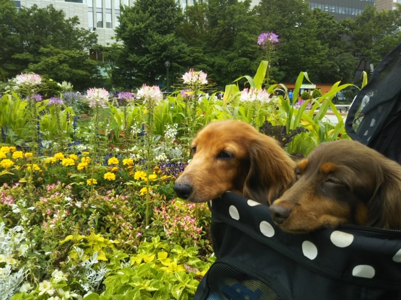 f:id:hirotaka72:20180716100912j:plain