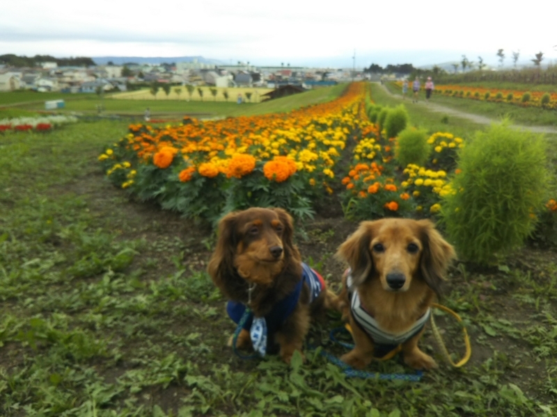 f:id:hirotaka72:20180716172759j:plain