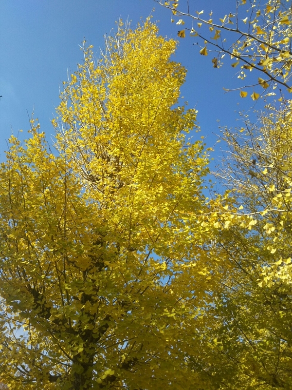 f:id:hirotaka72:20181110104805j:plain