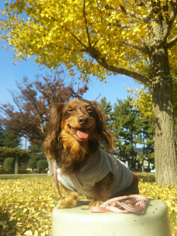 f:id:hirotaka72:20181110104916j:plain