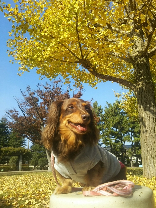 f:id:hirotaka72:20181110104918j:plain