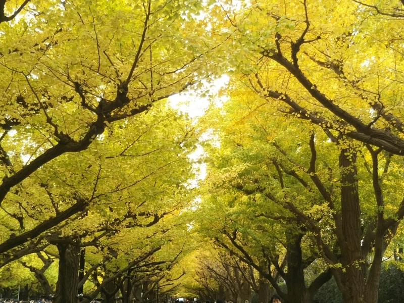 f:id:hirotaka72:20181118134958j:plain