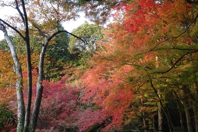 f:id:hirotaka72:20181125155754j:plain